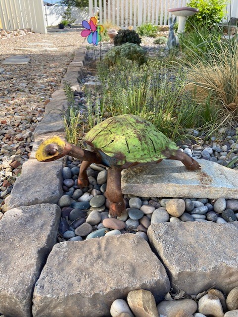 Turtle on rocks