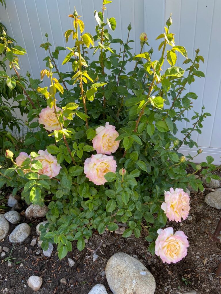 Large roses on tall bush