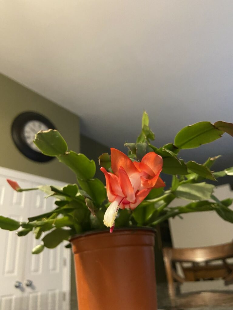 Christmas Cactus