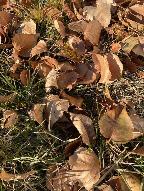 Gathering Fall leaves